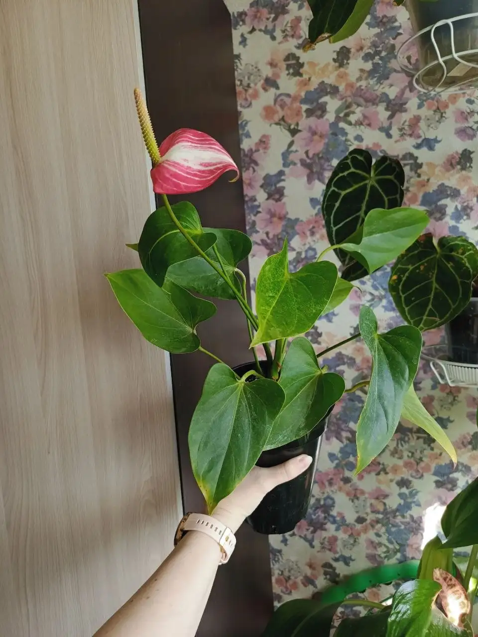 Антуриум ливиум ред - Комнатные растения (Хобби и отдых) в Красноярск