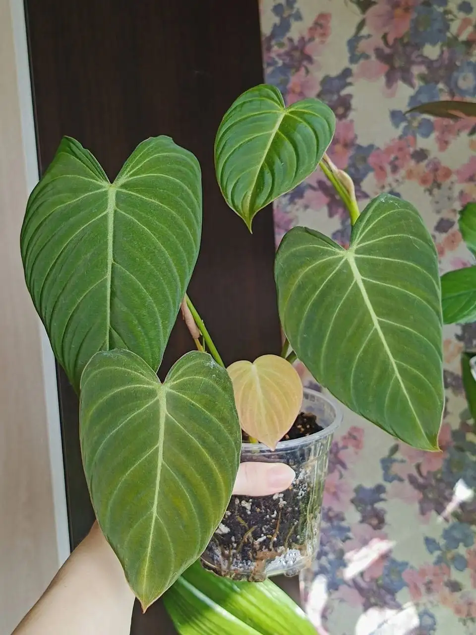 Продажа филодендрона глориус - Растения (Барахолка) в Красноярск