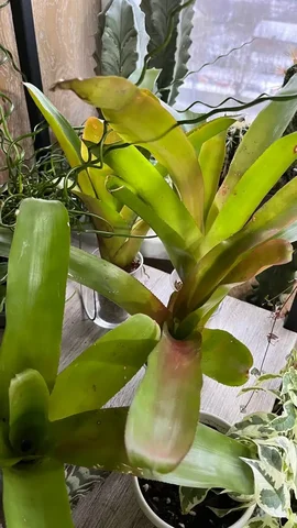 Продам неорегелии - Творчество в Красноярск