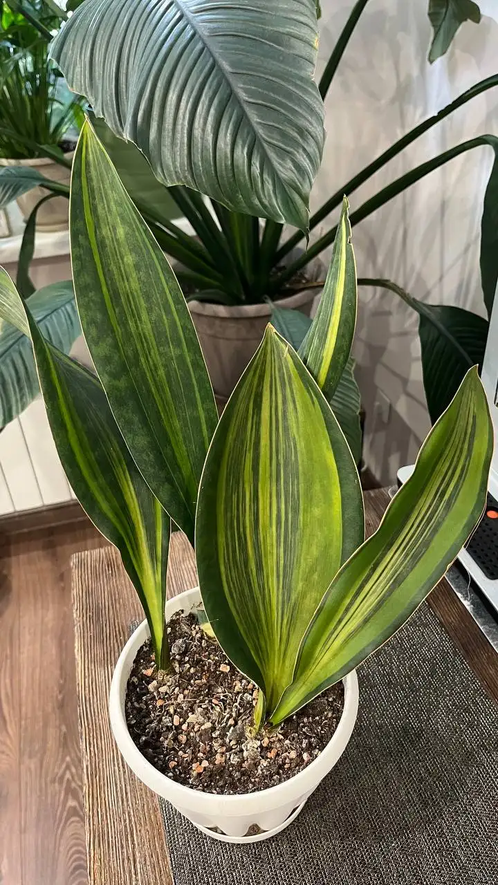 Продам сансевиерию Масониана - Комнатные растения (Хобби и отдых) в Красноярск