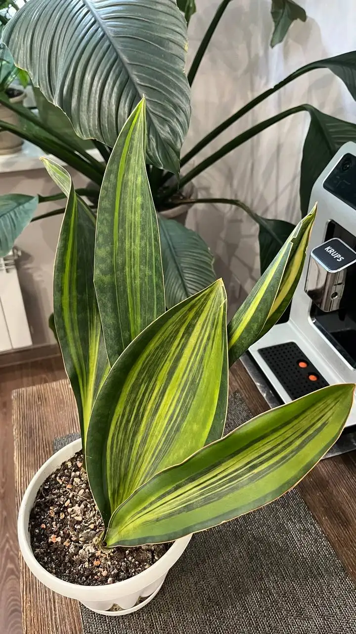 Продам сансевиерию Масониана - Комнатные растения (Хобби и отдых) в Красноярск