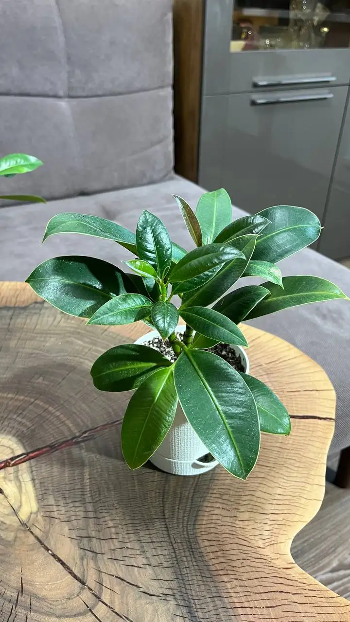 Продам фикусы - Комнатные растения (Хобби и отдых) в Красноярск