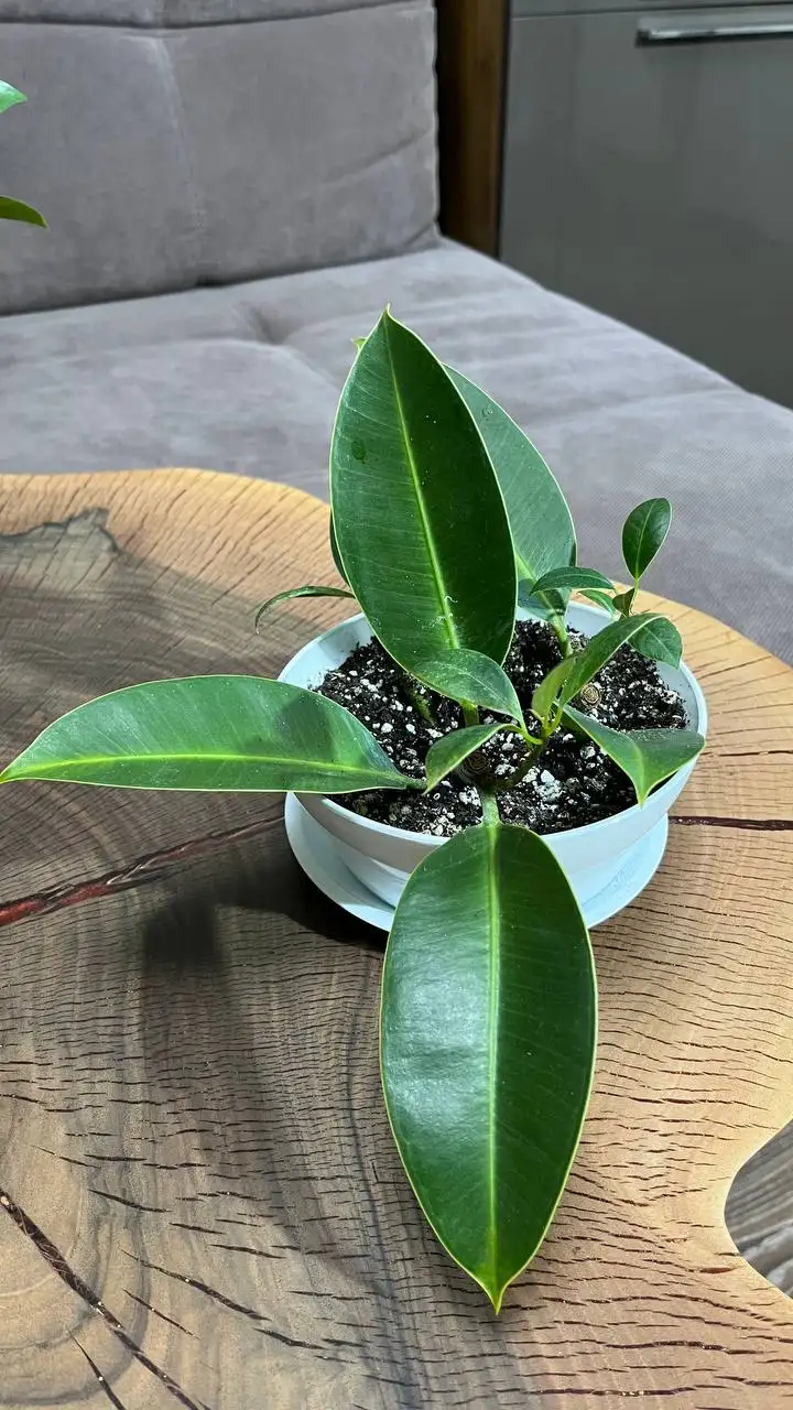 Продам фикусы - Комнатные растения (Хобби и отдых) в Красноярск