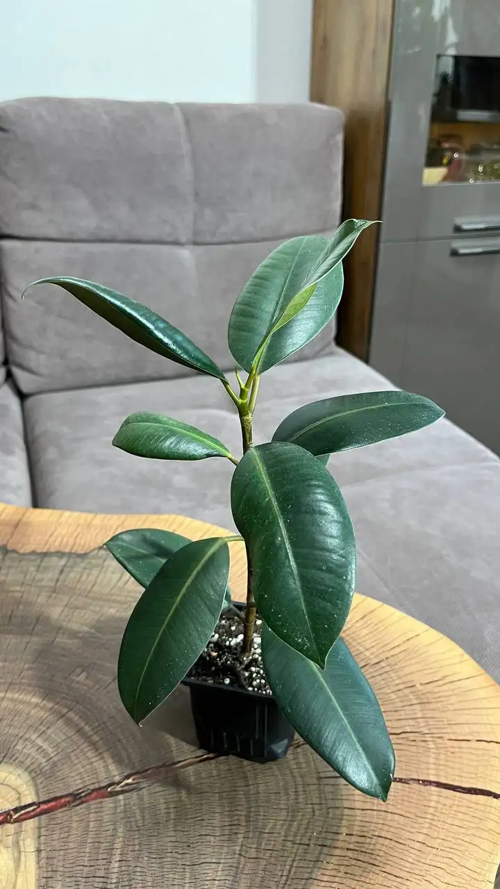 Продам фикусы - Комнатные растения (Хобби и отдых) в Красноярск