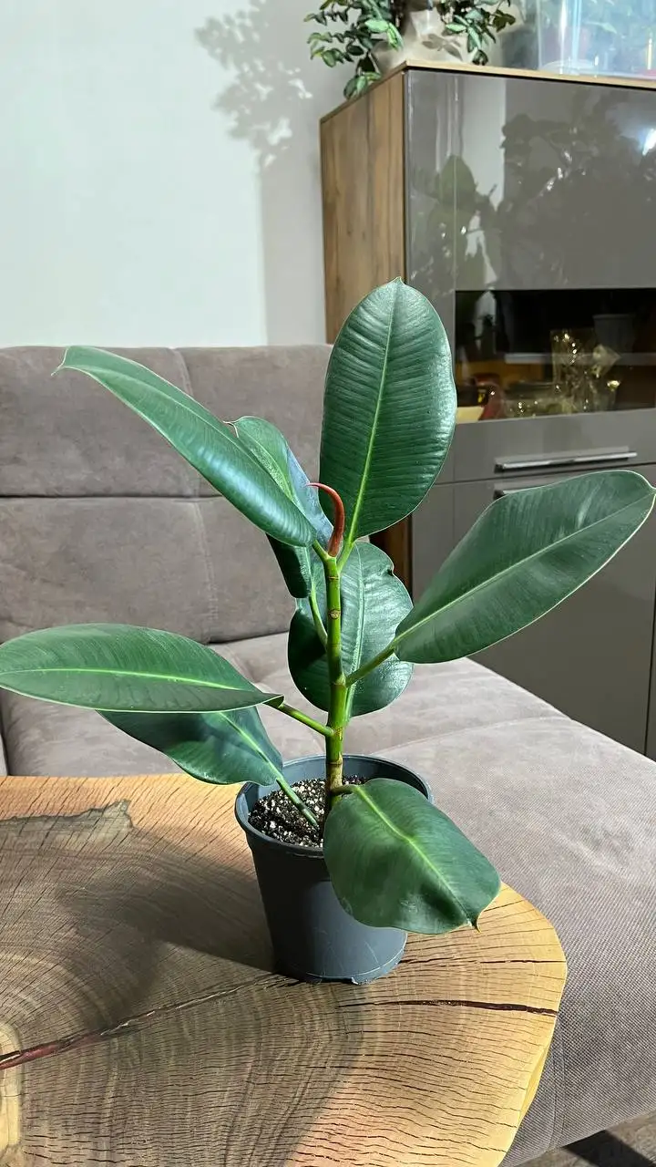 Продам фикусы - Комнатные растения (Хобби и отдых) в Красноярск