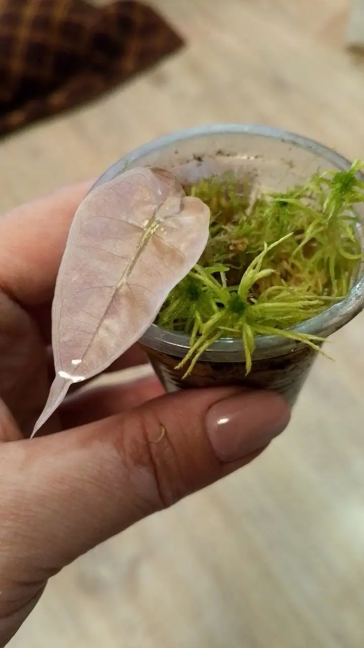 Алоказька Полли Пинк вар. Хваст - Комнатные растения (Хобби и отдых) в Красноярск