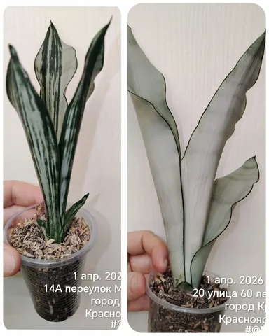 Сансевиерии Муншайн Бразилиан - Хобби и отдых в Сосновоборск