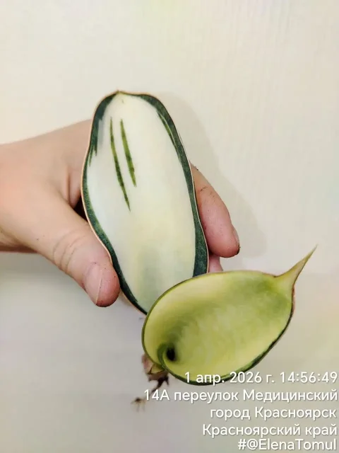 Сансевиерия Масониана Вайт мини - Хобби и отдых в Сосновоборск