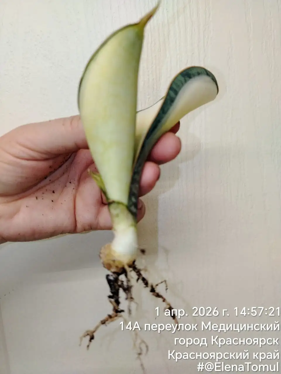 Сансевиерия Масониана Вайт мини - Комнатные растения (Хобби и отдых) в Сосновоборск