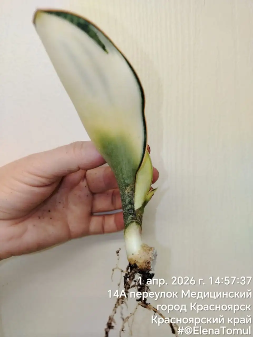 Сансевиерия Масониана Вайт мини - Комнатные растения (Хобби и отдых) в Сосновоборск