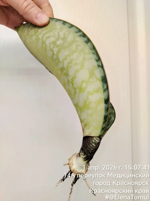 Сансевиерия Масониана с деткой - Хобби и отдых в Сосновоборск