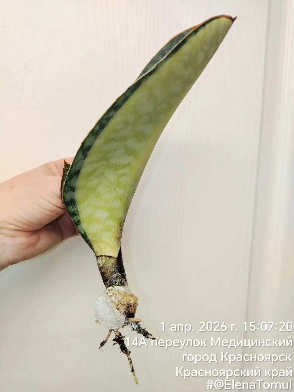 Сансевиерия Масониана с деткой - Комнатные растения (Хобби и отдых) в Сосновоборск