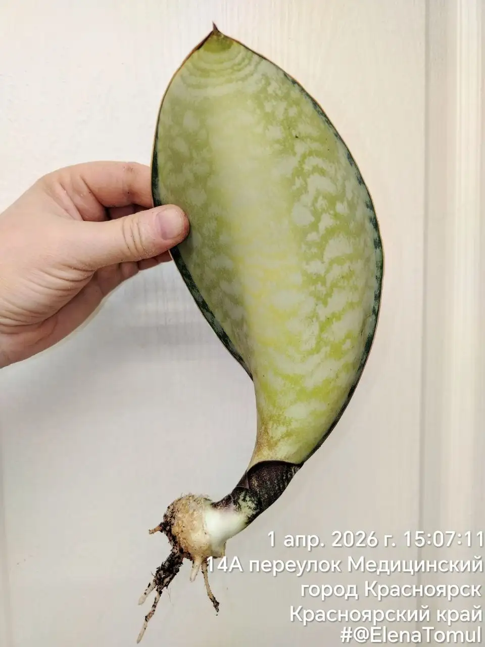 Сансевиерия Масониана с деткой - Комнатные растения (Хобби и отдых) в Сосновоборск