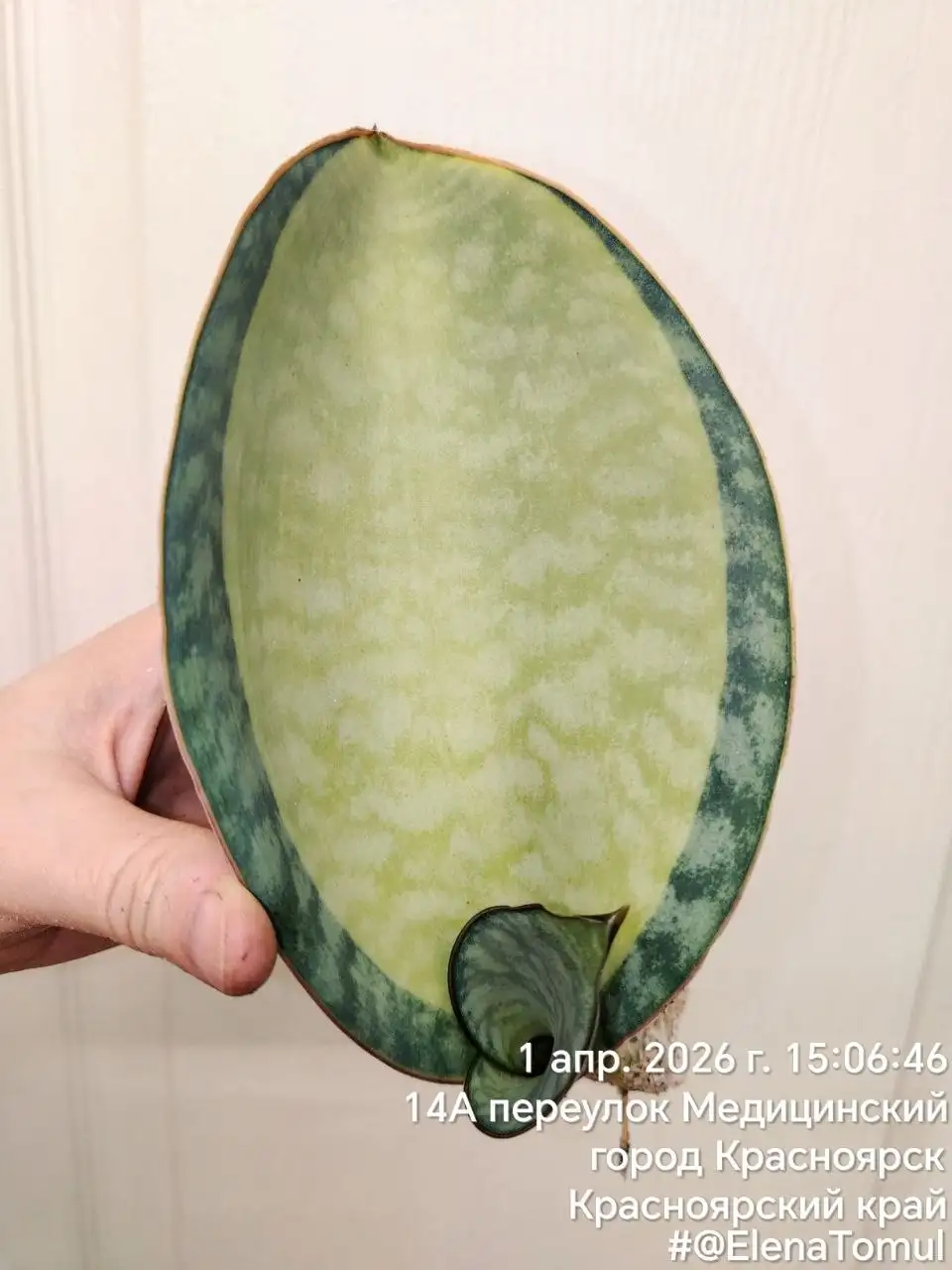 Сансевиерия Масониана с деткой - Комнатные растения (Хобби и отдых) в Сосновоборск