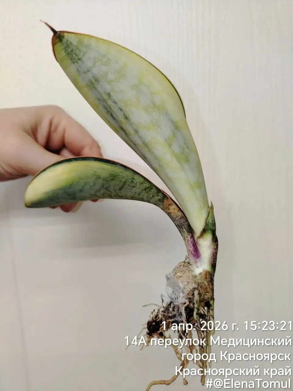 Сансевиерия Масониана вар - Комнатные растения (Хобби и отдых) в Сосновоборск