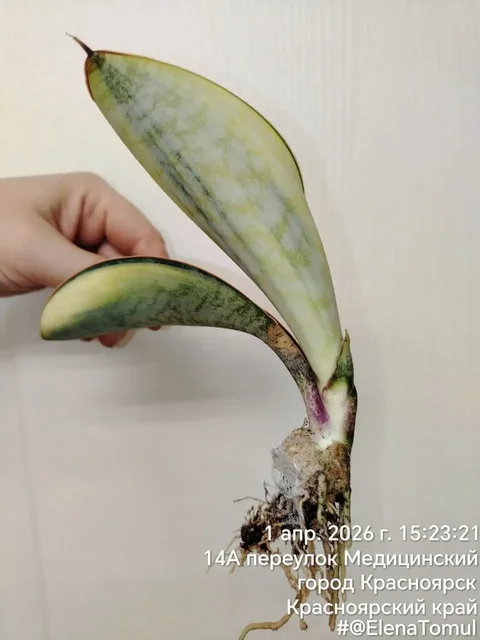 Сансевиерия Масониана вар - Хобби и отдых в Сосновоборск