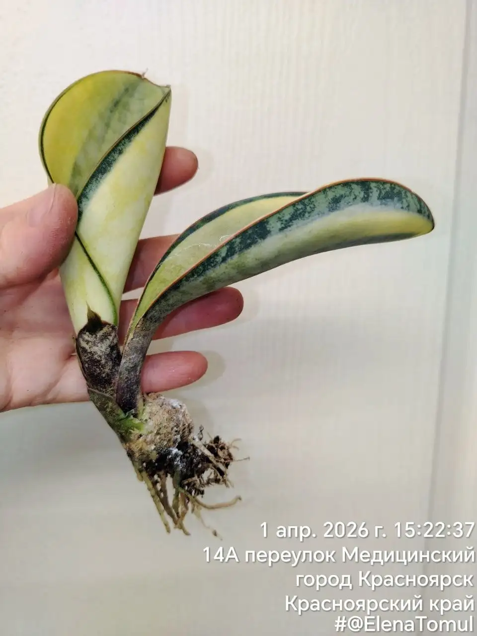 Сансевиерия Масониана вар - Комнатные растения (Хобби и отдых) в Сосновоборск