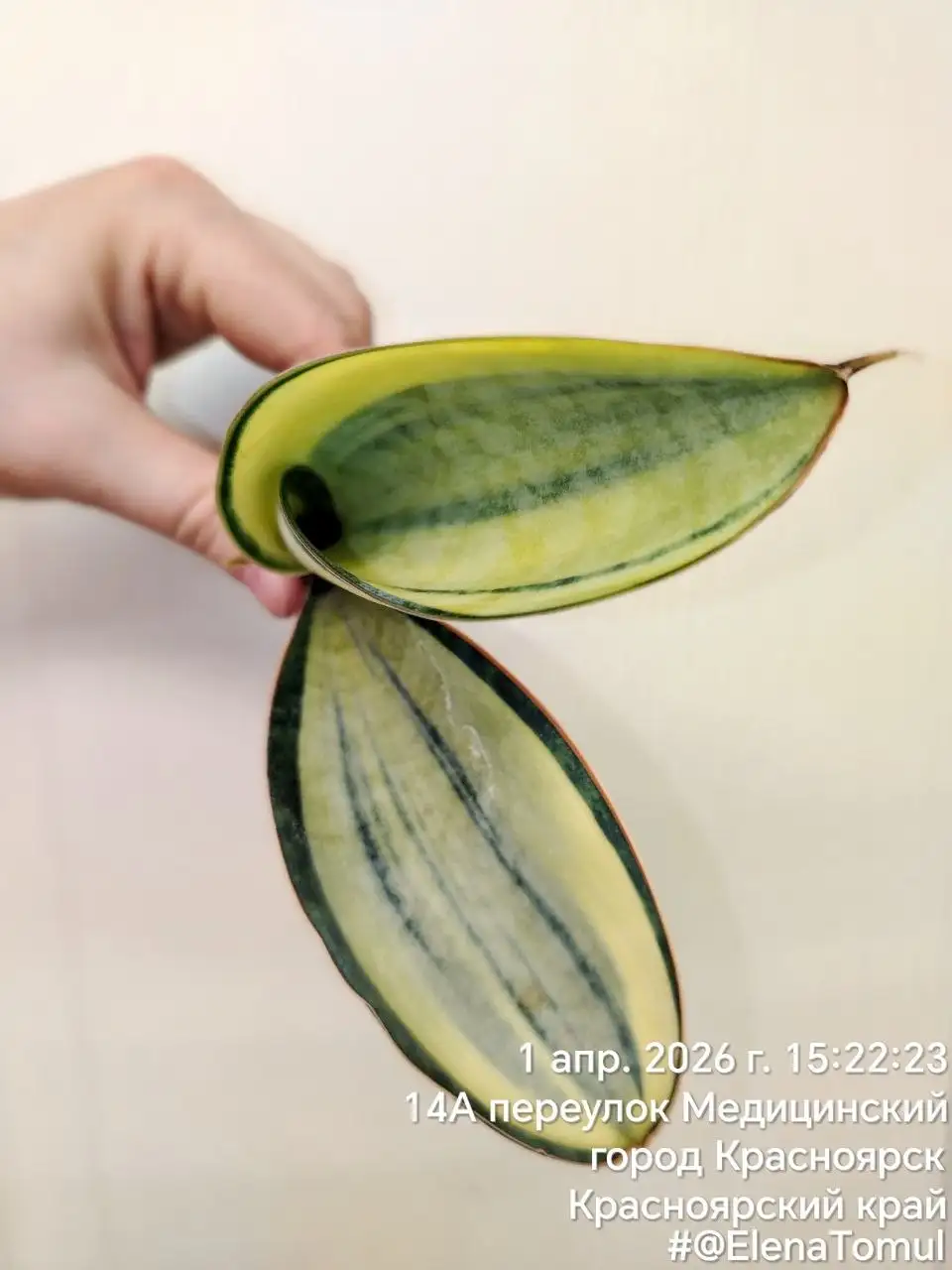 Сансевиерия Масониана вар - Комнатные растения (Хобби и отдых) в Сосновоборск