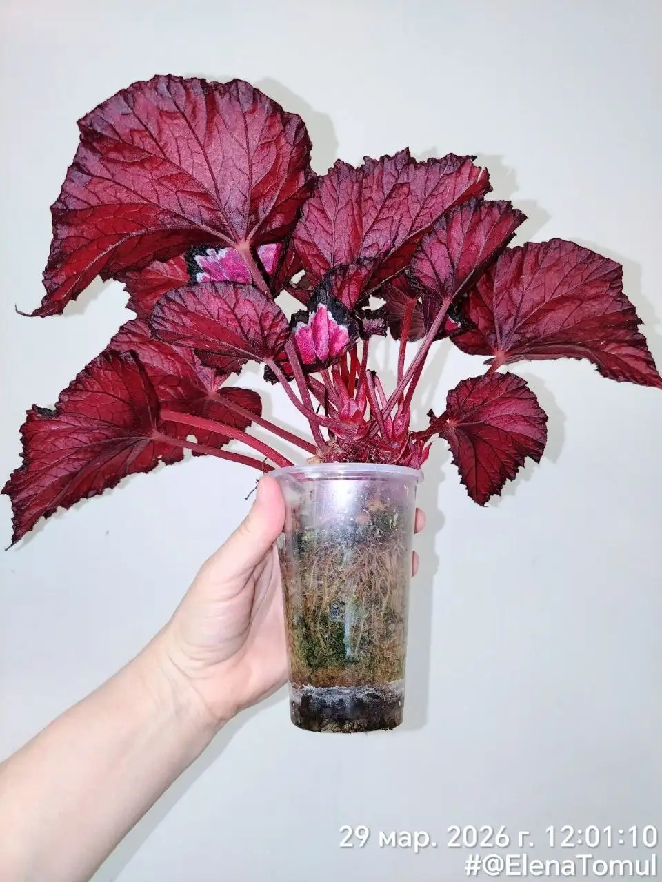 Декоративно-лиственная бегония Колор вижн - Комнатные растения (Хобби и отдых) в Красноярск