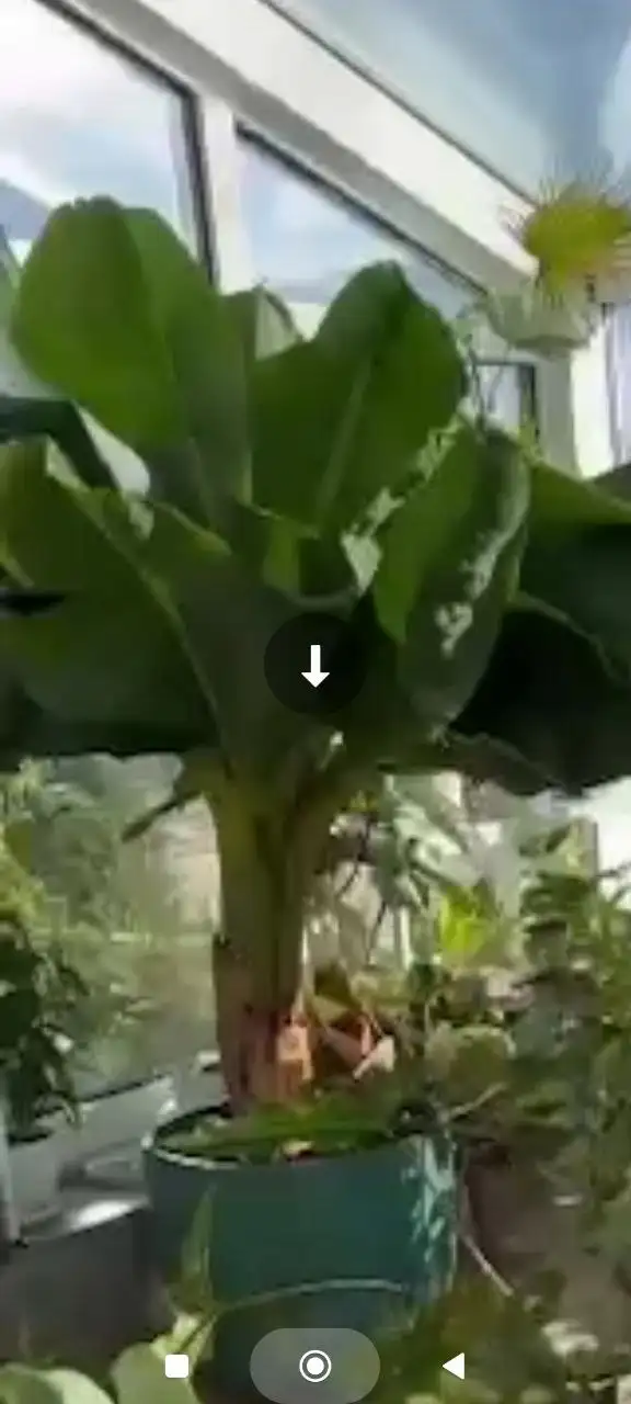 Комнатный банан - Комнатные растения (Хобби и отдых) в Красноярск