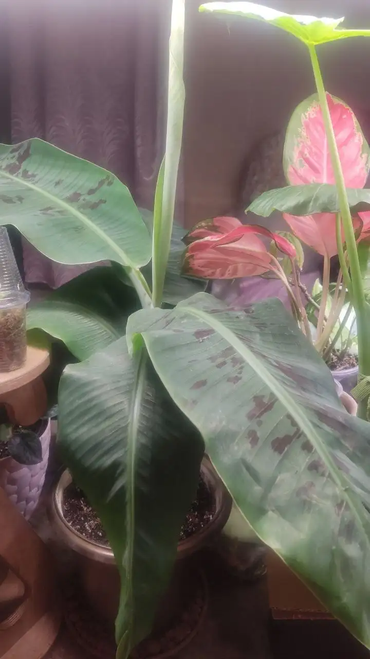 Продажа комнатных растений - Растения (Хобби и отдых) в Красноярск