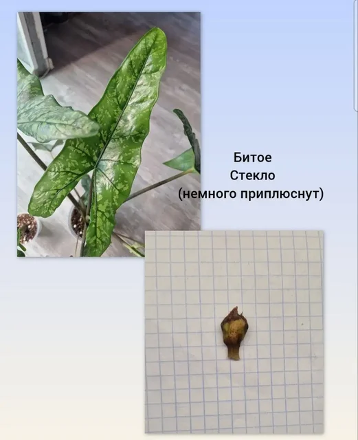 Набор клубней Алоказий: Битое Стекло, Олани, Псевдосандериана Пинк - Комнатные растения в Барнаул