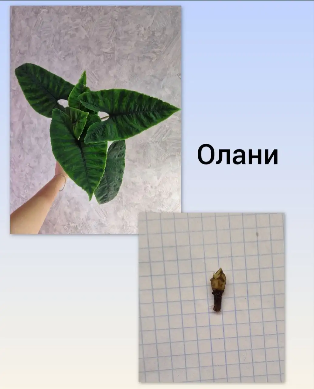 Набор клубней Алоказий: Битое Стекло, Олани, Псевдосандериана Пинк - Комнатные растения (Хобби и отдых) в Барнаул