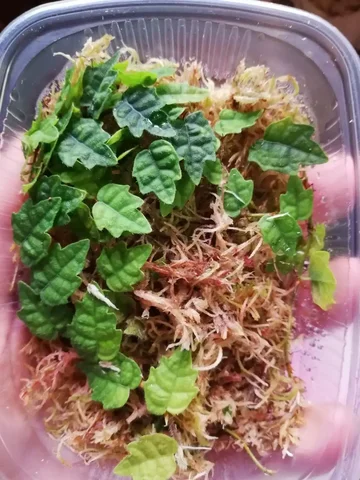 Продажа фикуса дуболистного в Красноярске - Для дома и дачи в Красноярск