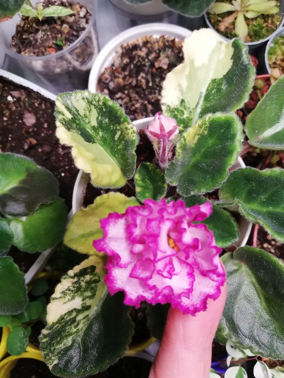 Комнатное растение Ян Менуэт - Комнатные растения (Хобби и отдых) в Красноярск