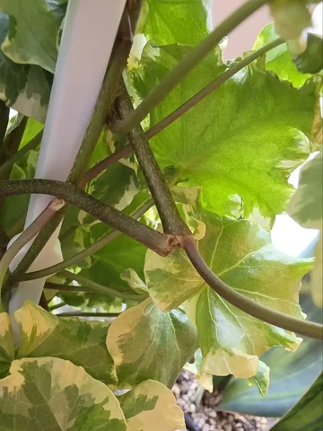 Продажа комнатных растений в Красноярске - Лотереи в Красноярск