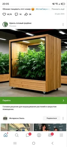 Комнатные растения в Красноярске - Для дома и дачи в Красноярск