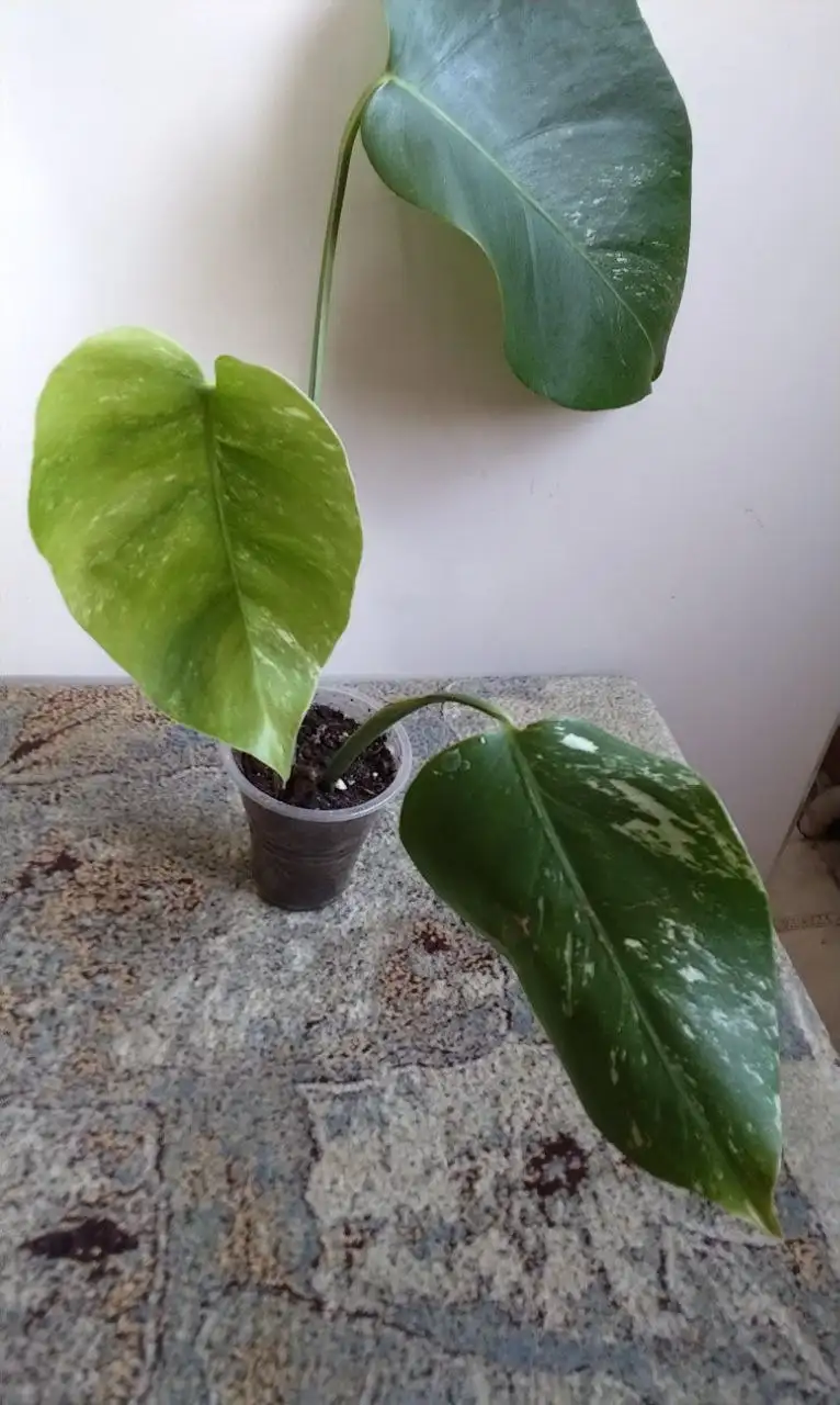 Монстера вариегатная - Комнатные растения (Хобби и отдых) в Красноярск