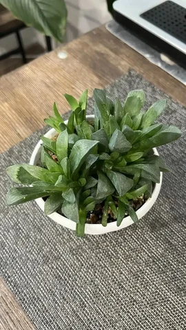 Хавортия Ретуза с детками - Лотереи в Красноярск