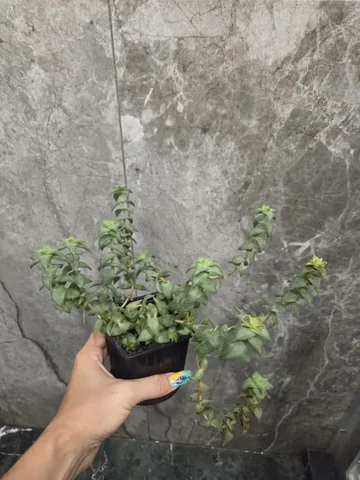 Крассула перфората - Лотереи в Красноярск