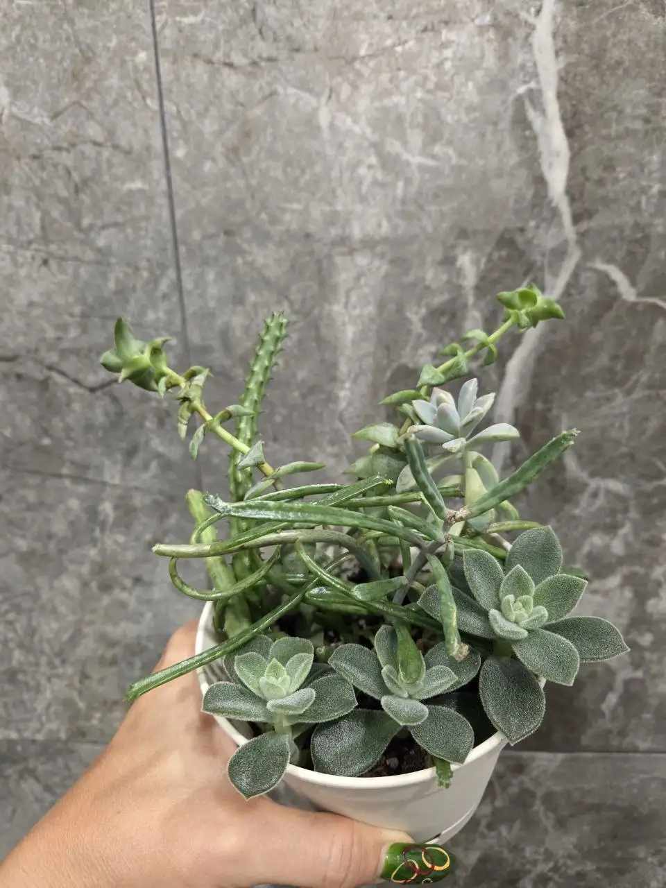 Садик из суккулентов - Комнатные растения (Хобби и отдых) в Красноярск