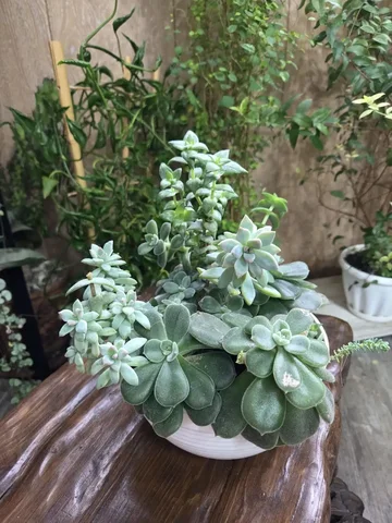 Суккуленты в горшке 16 см - Лотереи в Красноярск