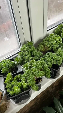 Эхверия Агавоидес Кристатный - Лотереи в Красноярск