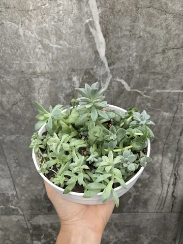 Суккуленты в горшке диаметром 16 см - Для дома и дачи в Красноярск