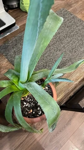 Голубая агава с деткой, крупный подросток - Лотереи в Красноярск