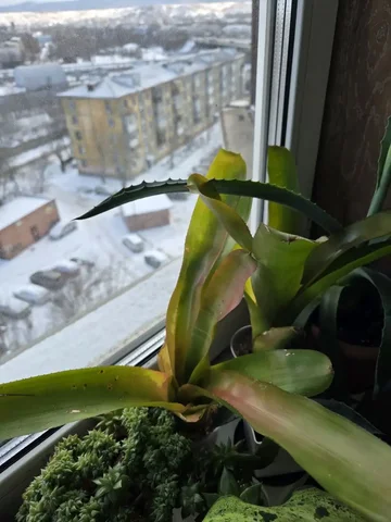 Неорегелия, срезанная в феврале, с наращиванием корней - Лотереи в Красноярск