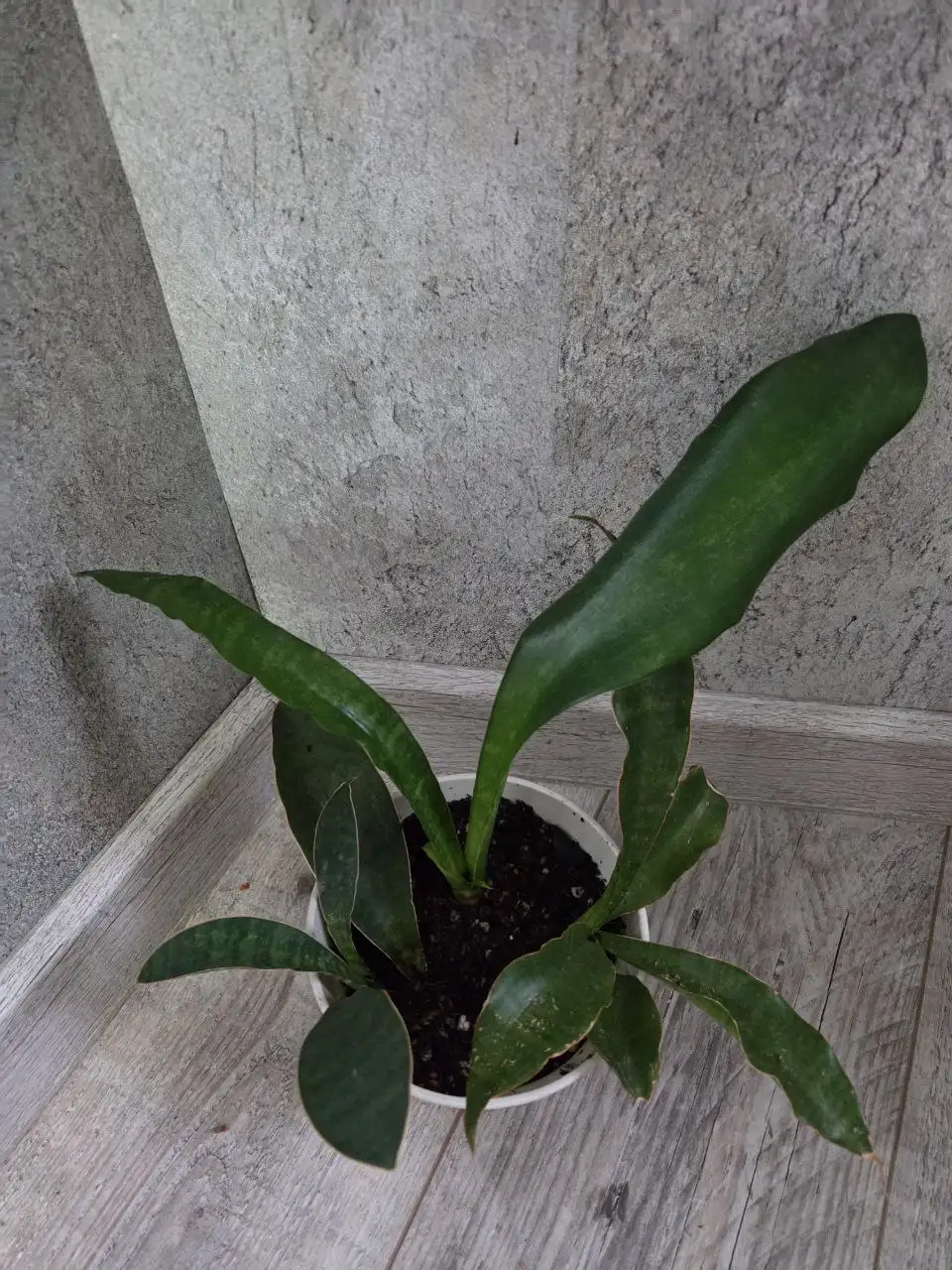 Сансевиерия из Таиланда 2 вида - Комнатные растения (Хобби и отдых) в Красноярск