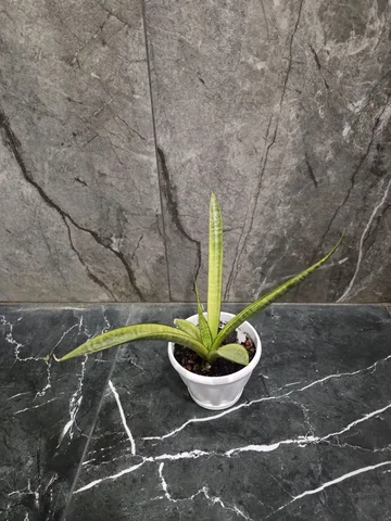 Сансевиерия Кордова Вариегата - Лотереи в Красноярск