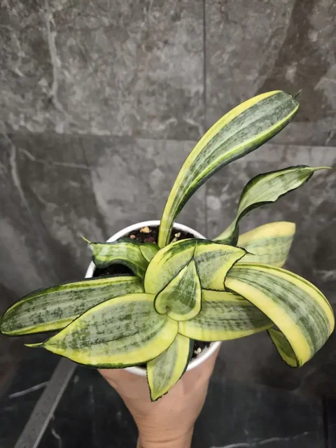 Сансевиерия Japanese Twister, 2 молодых кустика - Лотереи в Красноярск