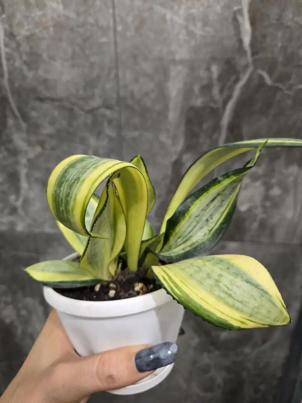 Сансевиерия Japanese Twister, 2 молодых кустика - Комнатные растения (Хобби и отдых) в Красноярск