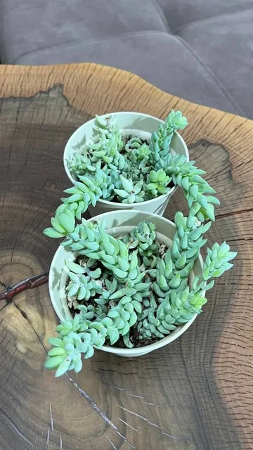 Очиток Моргана - Лотереи в Красноярск