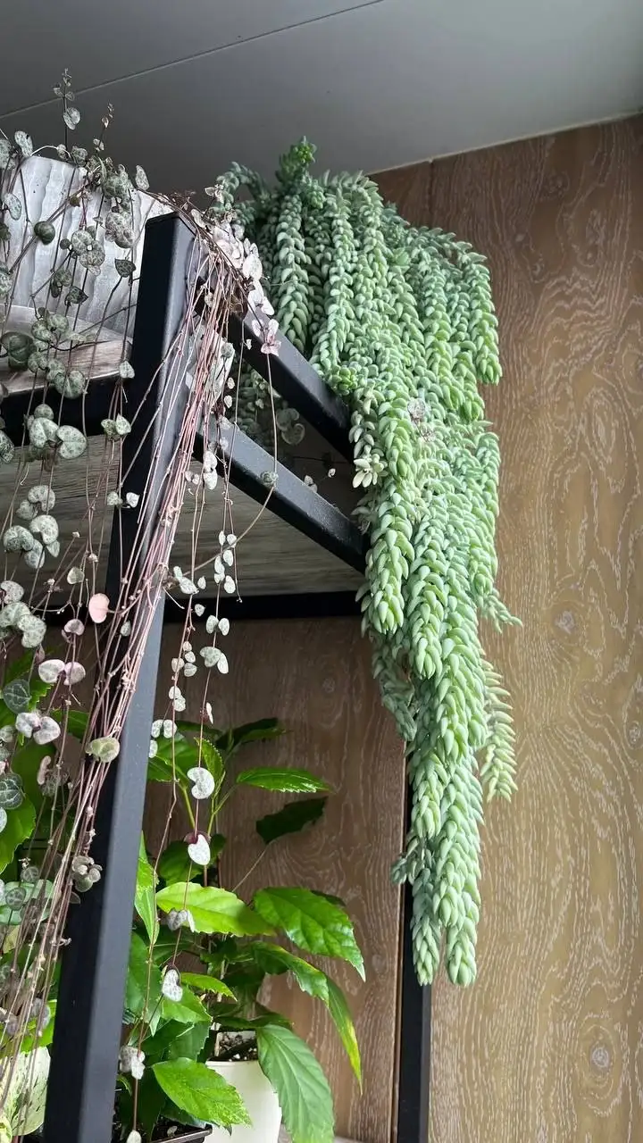 Очиток Моргана - Комнатные растения (Хобби и отдых) в Красноярск