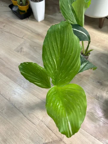 Кемпферия комнатное растение - Лотереи в Красноярск