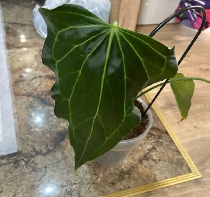 Антуриум Дельта Форсе - Комнатные растения (Хобби и отдых) в Красноярск