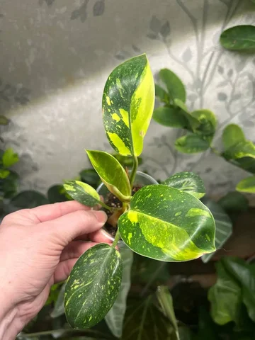 Филодендрон Грин Конго марбл - Лотереи в Красноярск