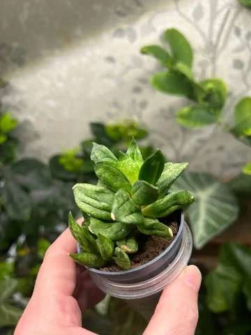 Санса Краун комнатное растение - Лотереи в Красноярск